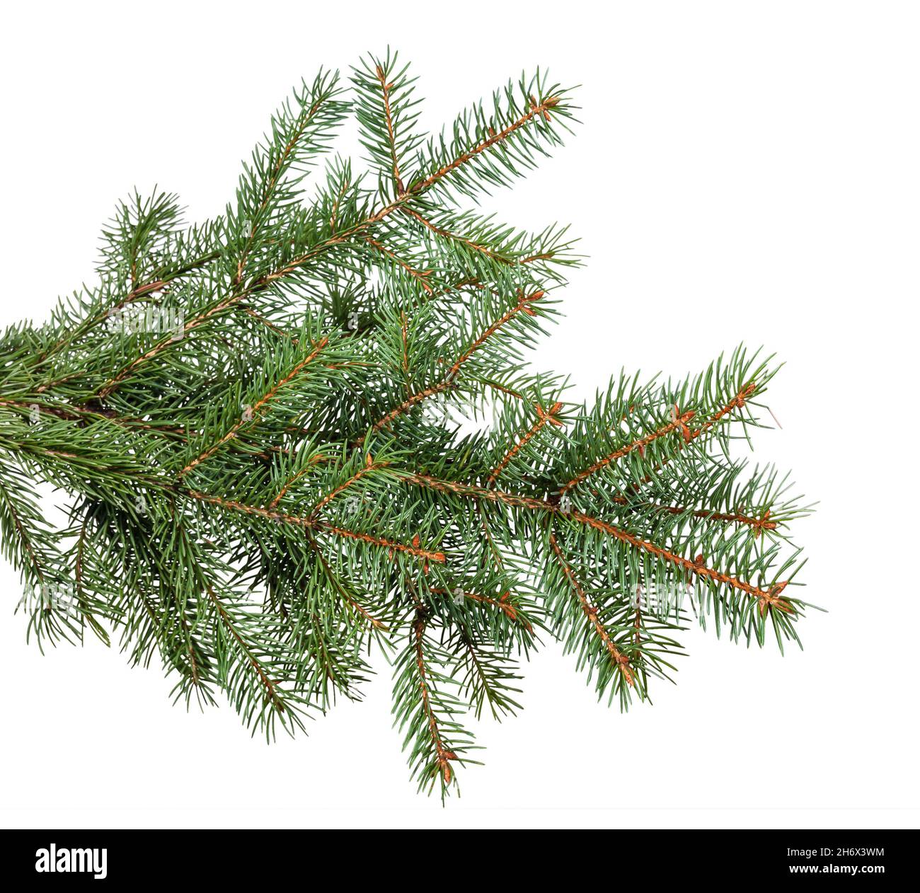 fir branches isolated on white background Stock Photo