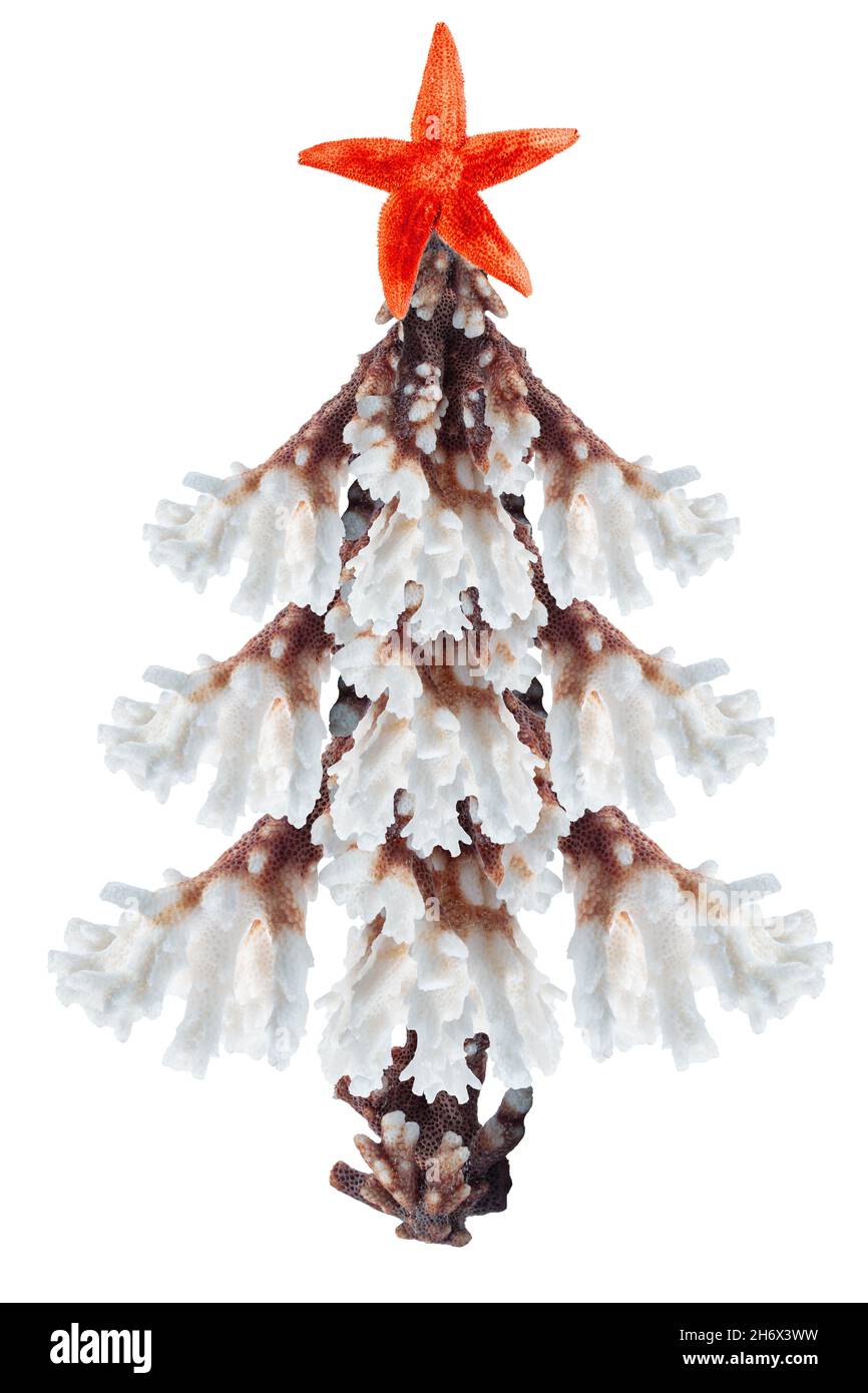 Christmas tree made from corals and starfish isolated on white background. Concept of celebration of winter holidays at tropical countries. Stock Photo