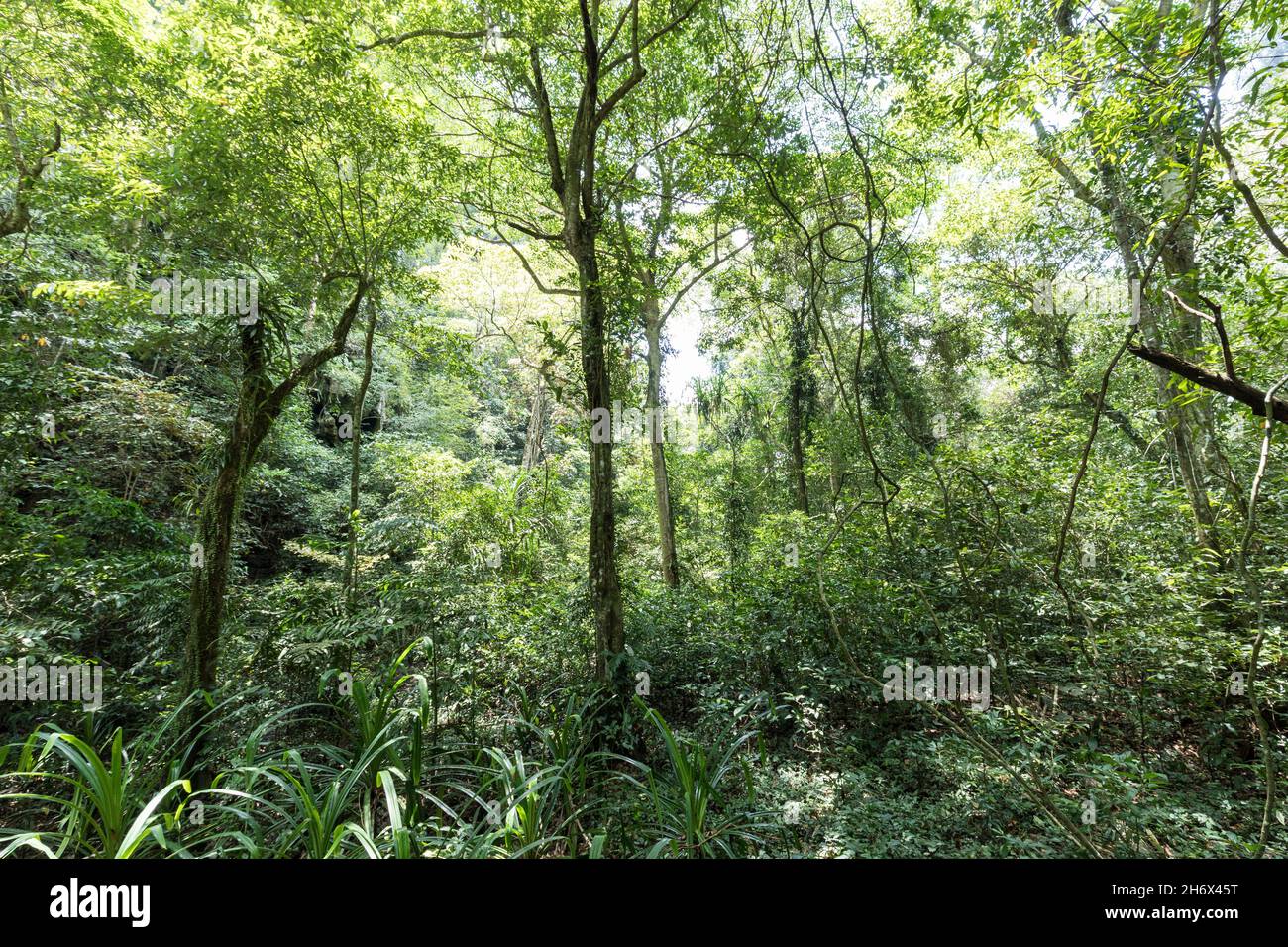 Rainforest, Niah national park, Malaysia Stock Photo