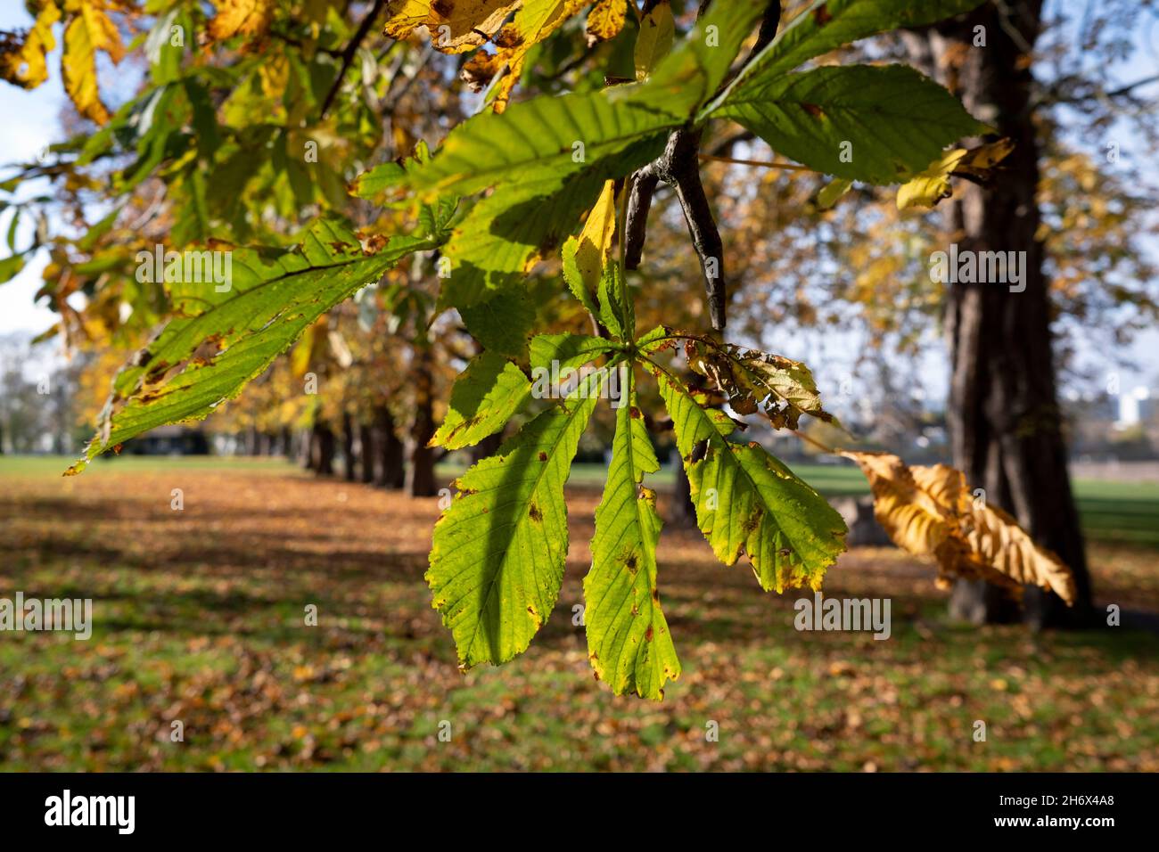 The dying leaves of a Horse Chestnut as they turn brown during a northern hemisphere's autumn in the south London green space of Ruskin Park, on 18th November 2021, in Lambeth, London, England. Horse chestnut is native to the Balkan Peninsula. It was first introduced to the UK from Turkey in the late 16th century and widely planted. Though rarely found in woodland, it is a common sight in parks, gardens, streets and on village greens. Stock Photo