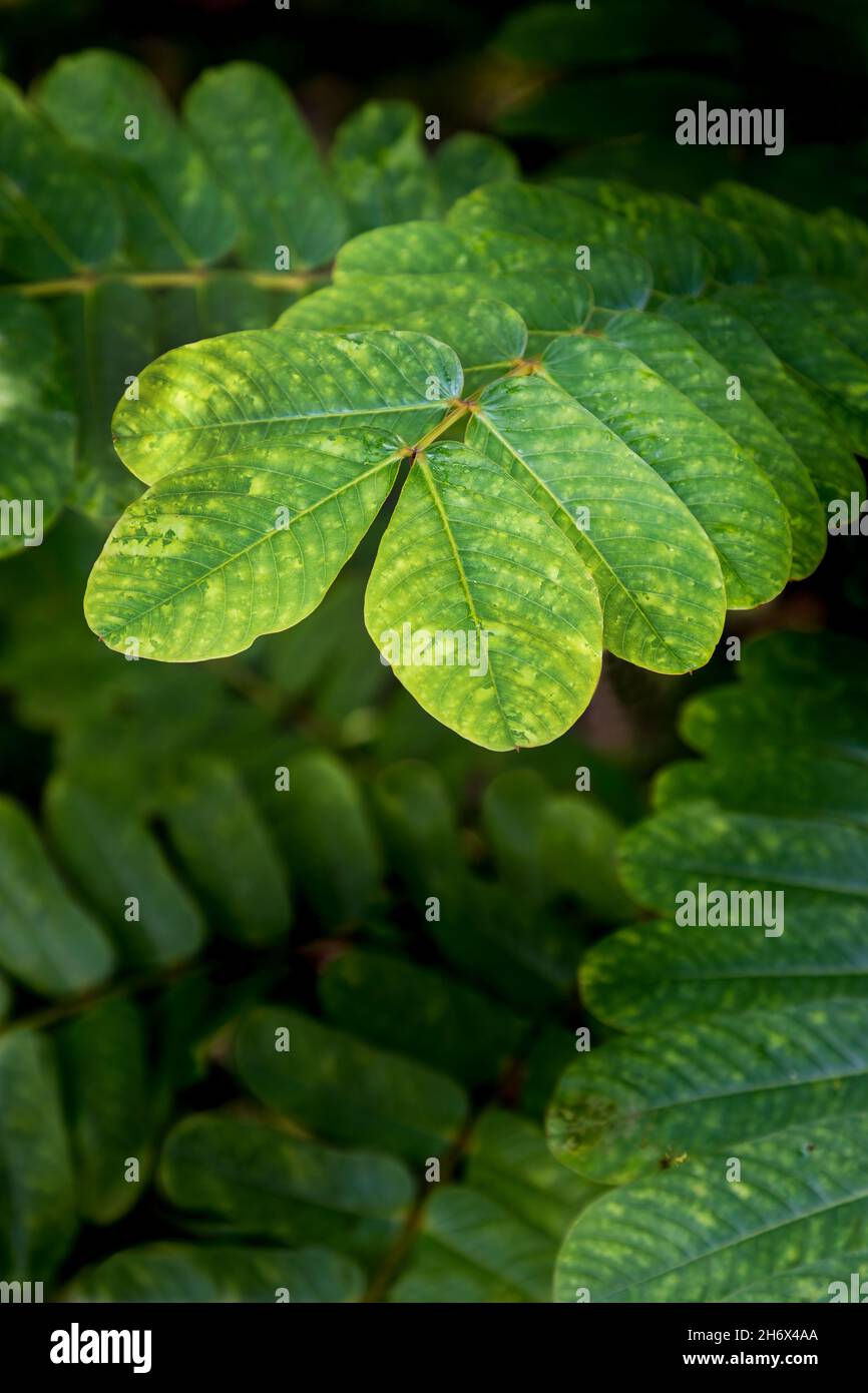 Rainforest leaves hi-res stock photography and images - Alamy