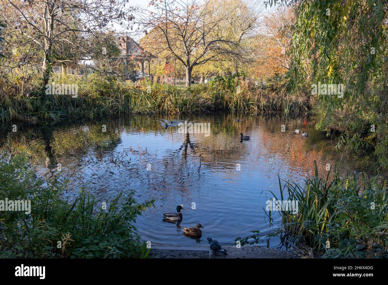 The duck pond and bandstand of Ruskin Park in the south London borough of Lambeth, on 16th November 2021, in London, England. The ornamental pond with its small island is an original feature of the park developed from the former gardens of mansions on Denmark Hill in 1906. Ruskin Park has more than 870 trees and a volunteer tree group which protects the park and promotes it as ‘Lambeth’s Arboretum’. Stock Photo