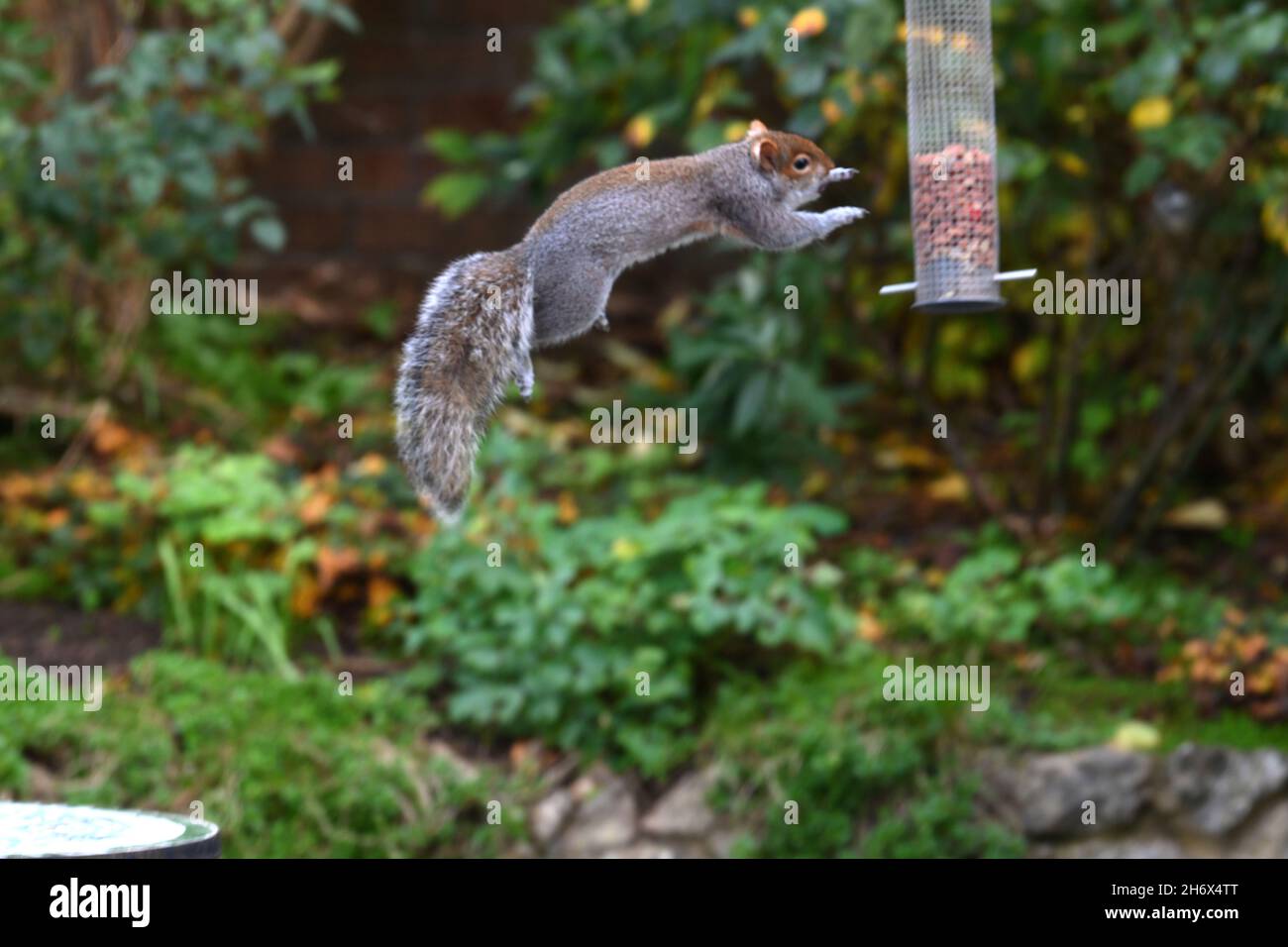 Grey squirrel caught in mid flight as it leaps to raid a bird feeder of