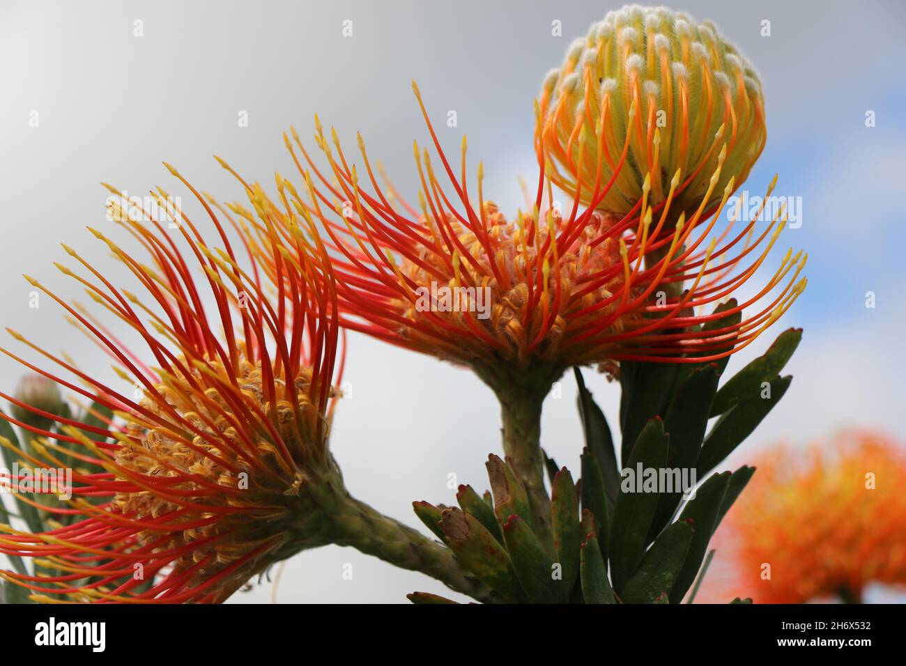 Native Hawaiian Flowers Stock Photo