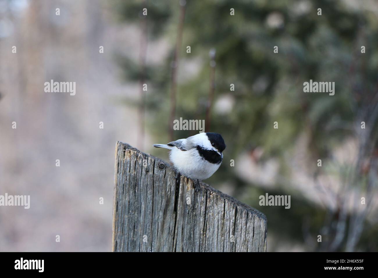 Birds in nature Stock Photo
