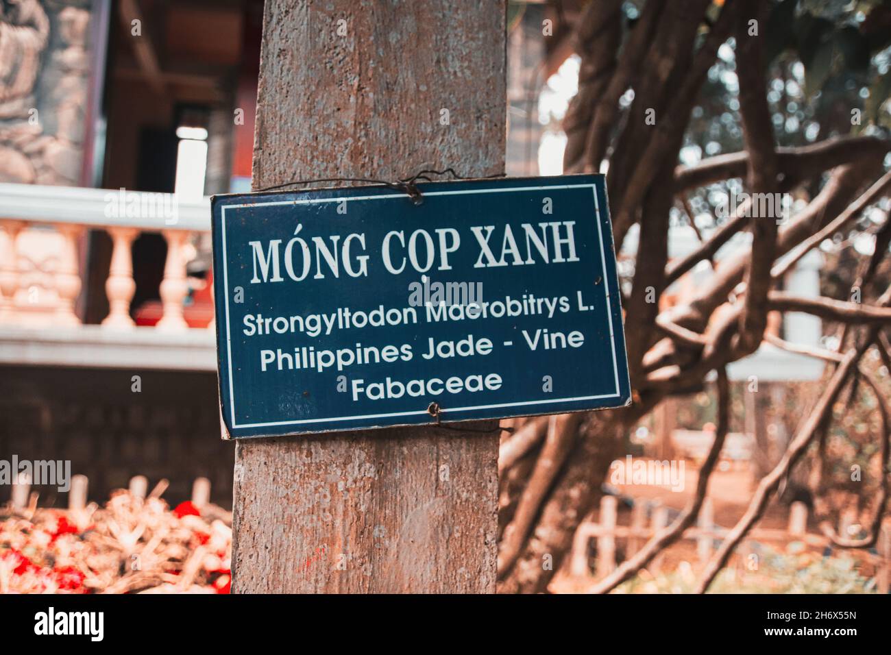 A sign mounted on the tree showing the scientific name and Vietnamese name of a Philippine Jade Plant in a garden Stock Photo