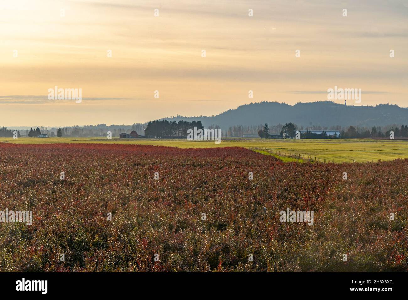 Sunset in the farm fields of Sumas prairie in the Lower Fraser Valley. Stock Photo
