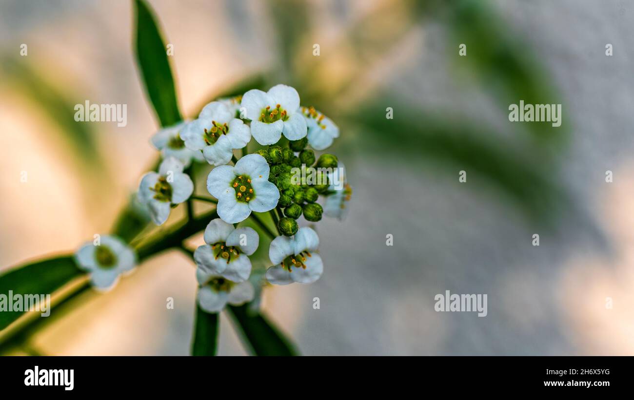 Sweet Alyssum flower in garden in bunch Stock Photo - Alamy