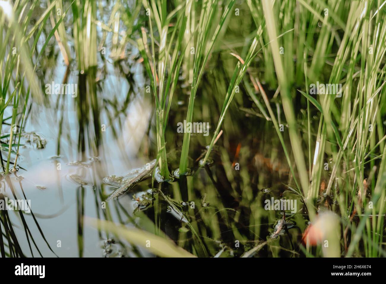 Close up of rice plant seedlings in the rice paddy during the planting season Stock Photo