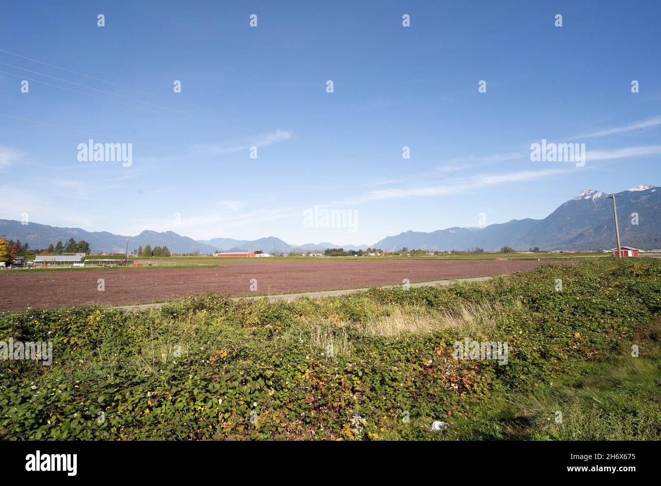 Berry farm in the lower Fraser Valley in the City of Chilliwack, BC Stock Photo