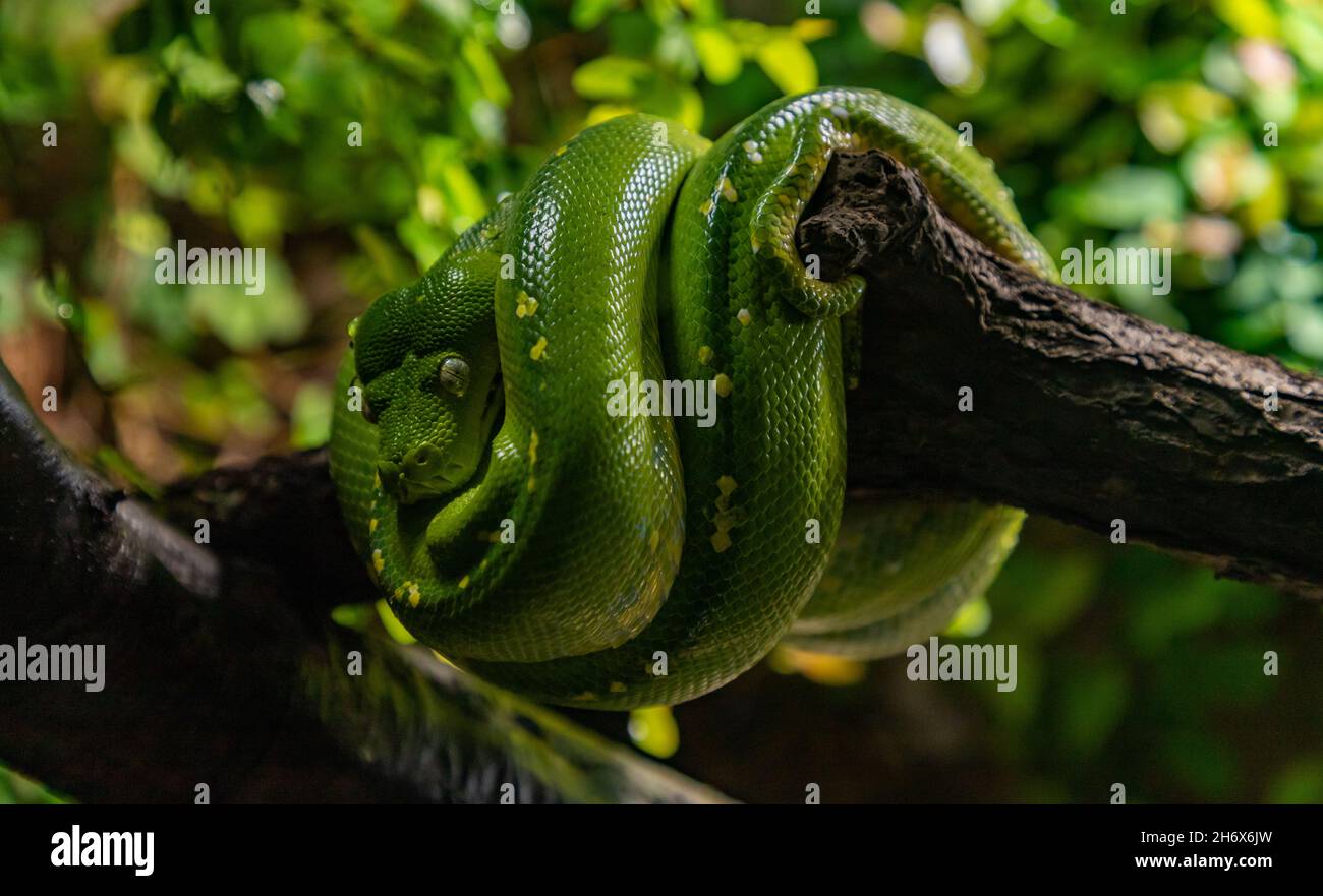 A picture of a Green Tree Python at the Ostrava Zoo Stock Photo - Alamy