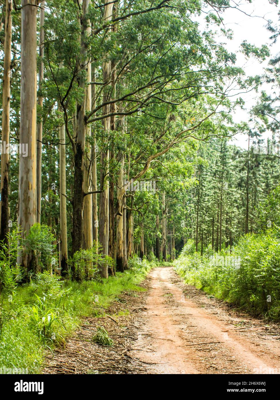 A narrow dirt road, cutting between two different plantations in the early morning, in Magoebaskloof, South Africa Stock Photo