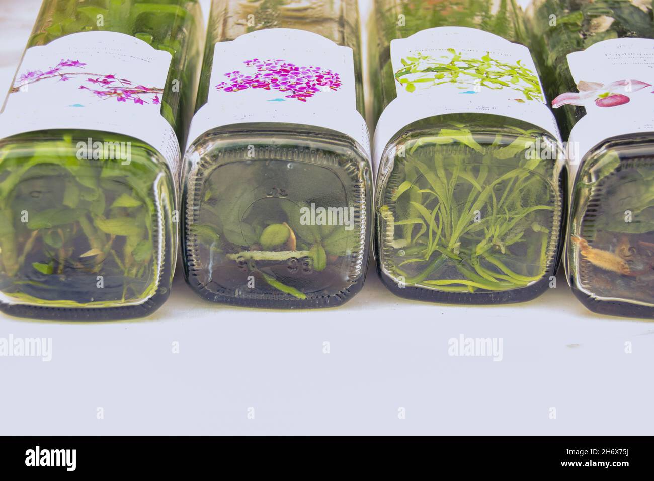 Varieties of orchid clones inside a glass bottle sold at a plant shop Stock Photo