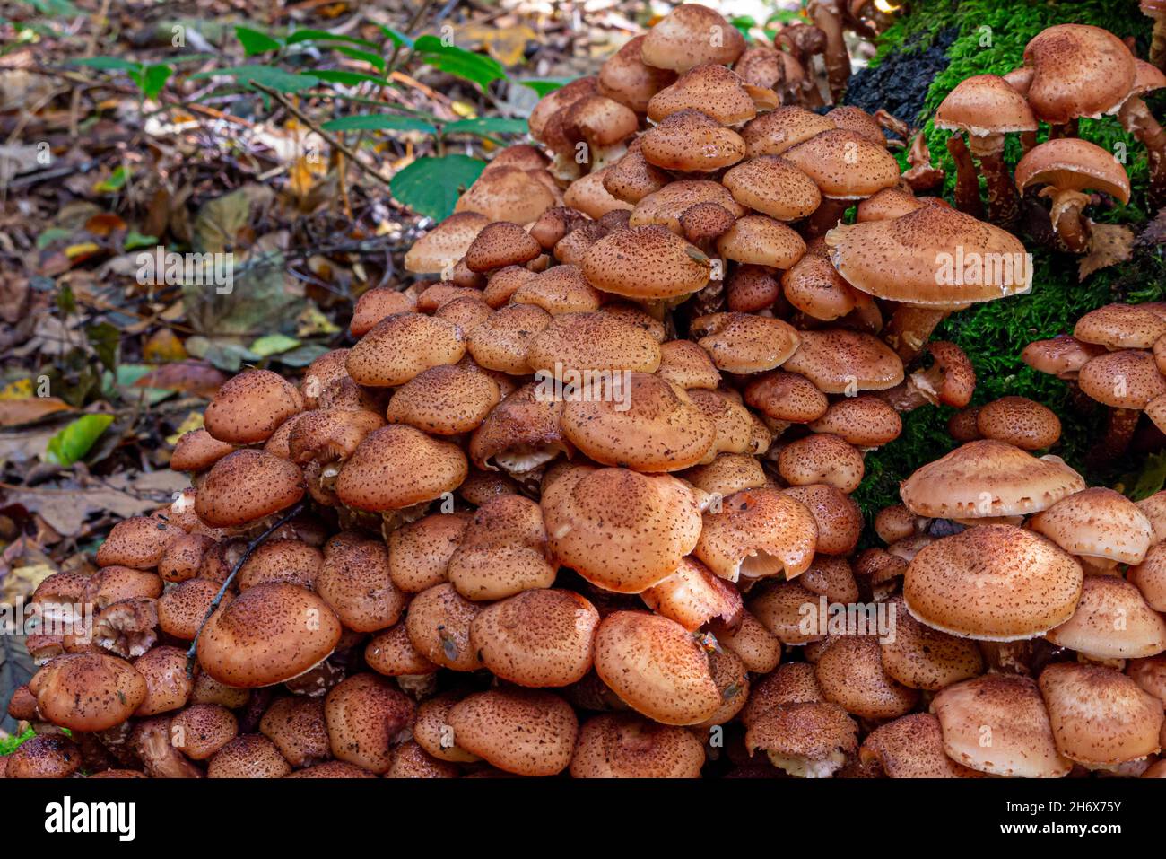 Fungus growing on a tree in a damp woodland environment in early autumn. Stock Photo