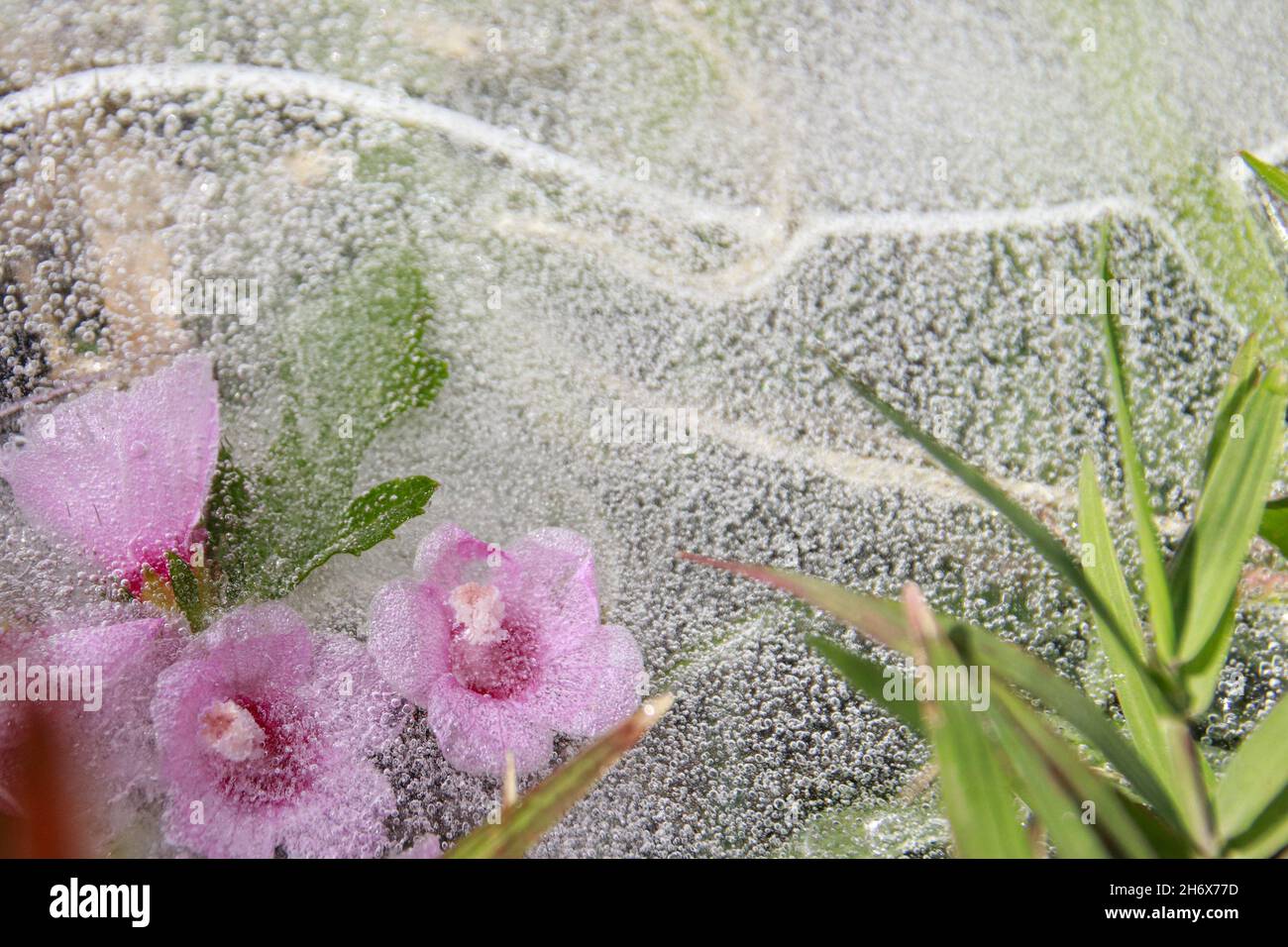 Pink flowers icebound in the thawing ice showing the concept of Winter giving way to Spring or Seasonal Switch Stock Photo