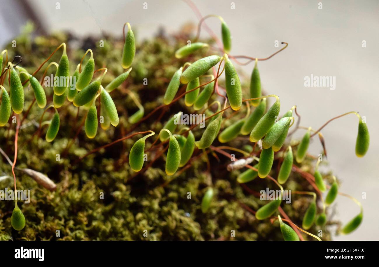 bryophyta moss growing Stock Photo
