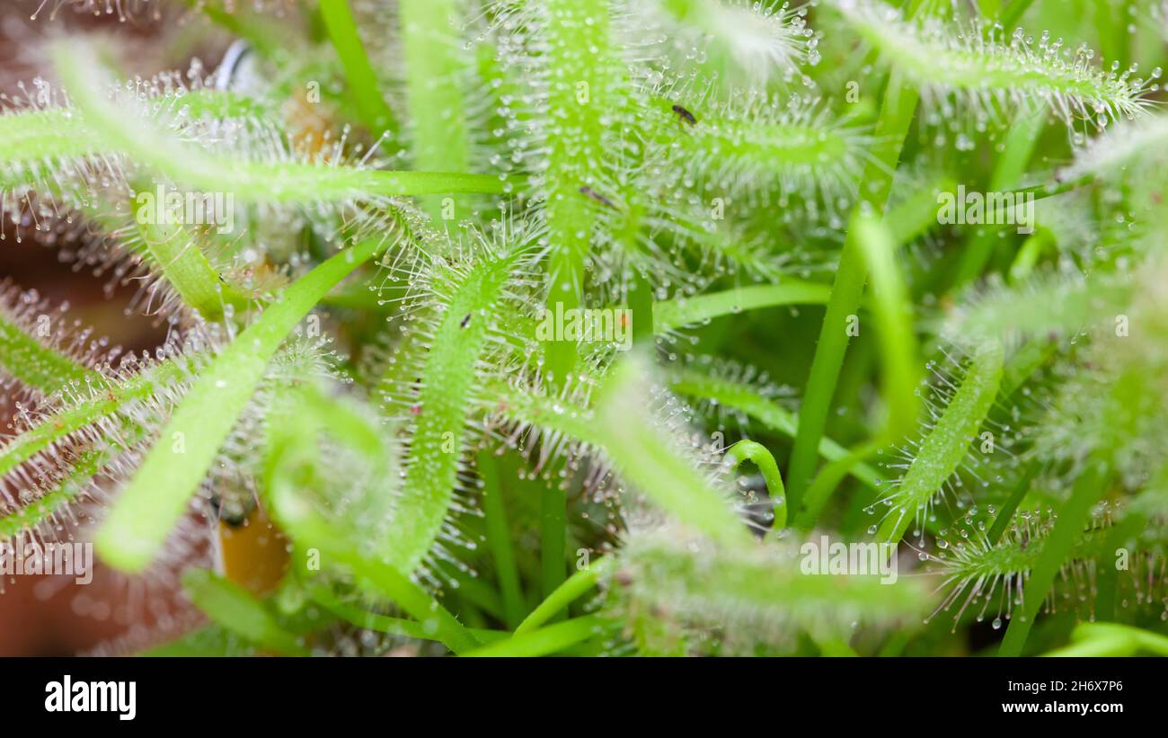 Close-up of insects trapped in a carnivorous Sundew plant Stock Photo ...