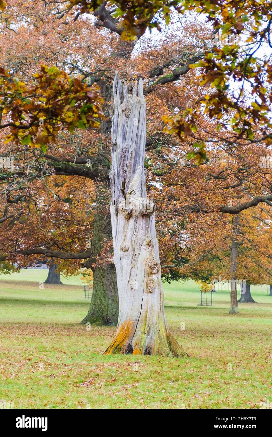 Autumn woodland scene. Grey dead decaying tree stump contrasting with rich Autumnal colours foretelling coming season of renewal. Woburn, England. Stock Photo