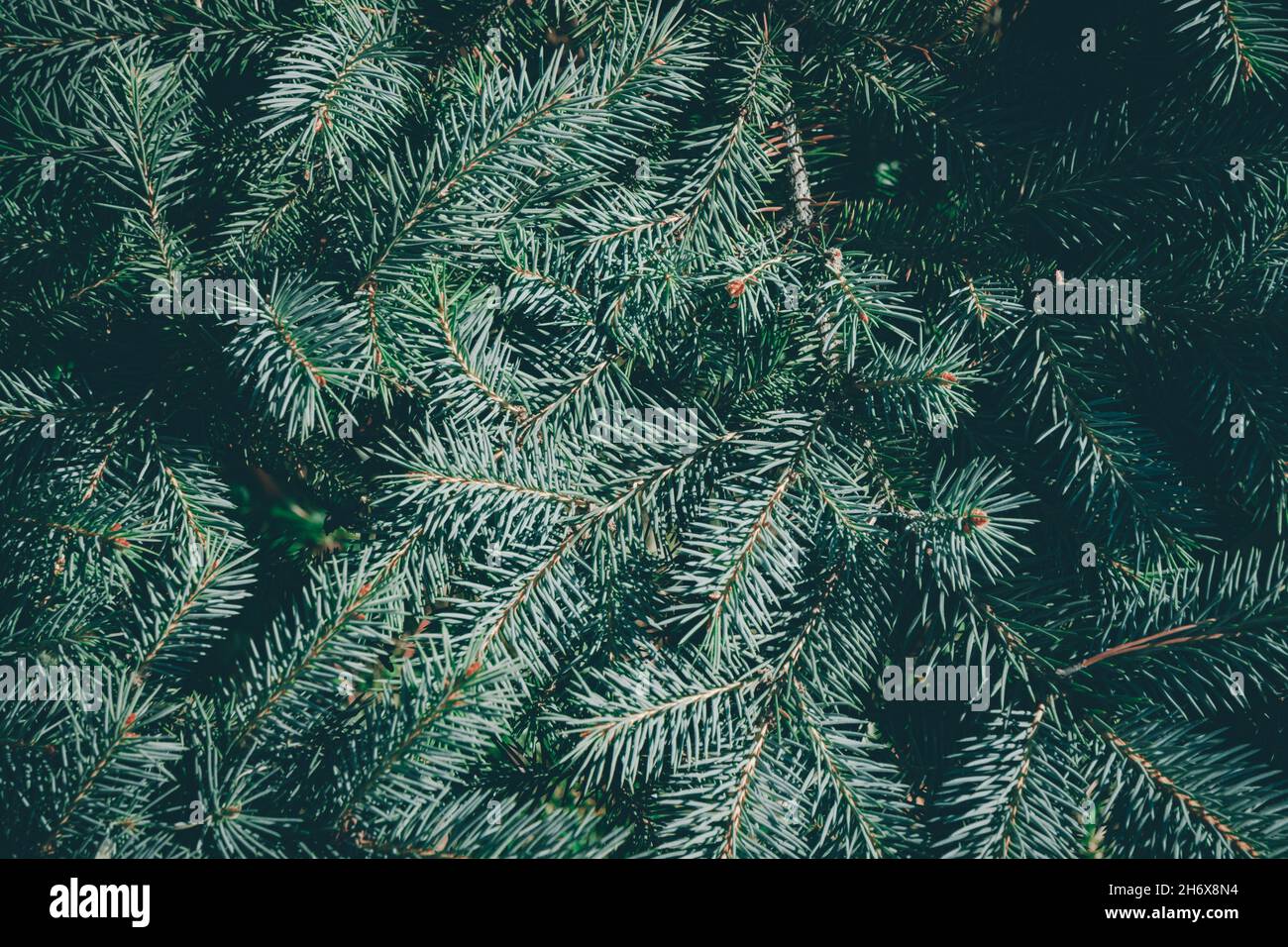 Light fresh green fir tree hi-res stock photography and images - Alamy