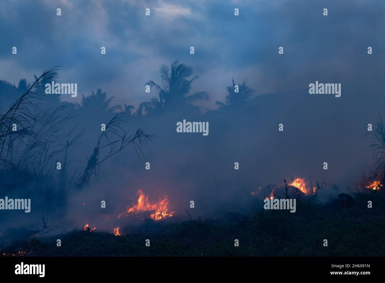 Forest fire at night. Bushes are burning, the air is polluted with