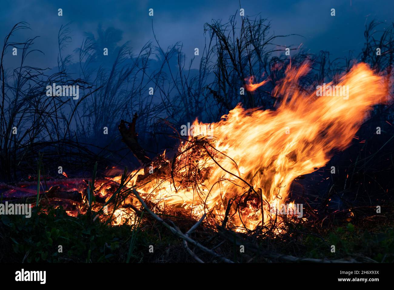 Forest fire Bushes are burning, the air is polluted with smoke. Fire