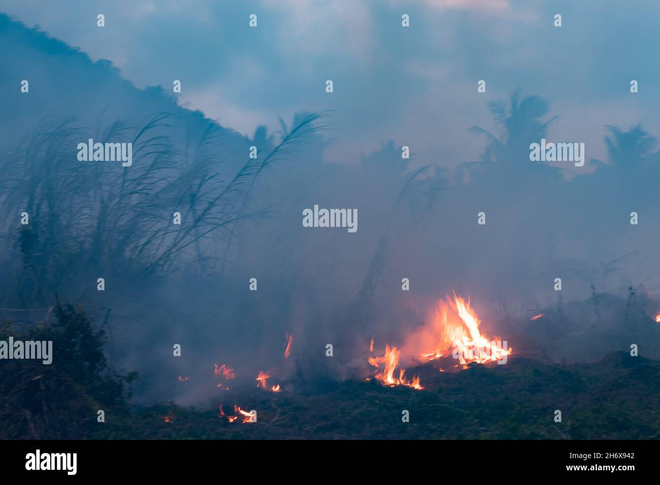 Forest fire at night. Bushes are burning, the air is polluted with