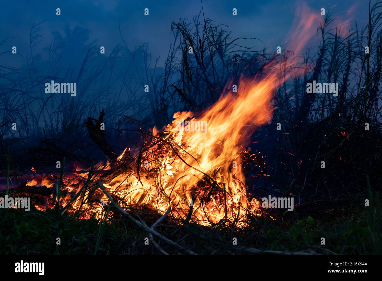 Forest fire Bushes are burning, the air is polluted with smoke. Fire