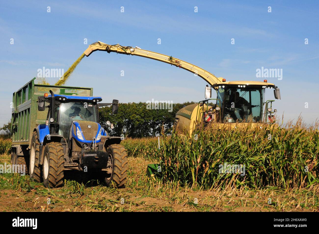 Forage harvester harvesting maize for cattle feed, shooting ground up maize into trailer. Stock Photo