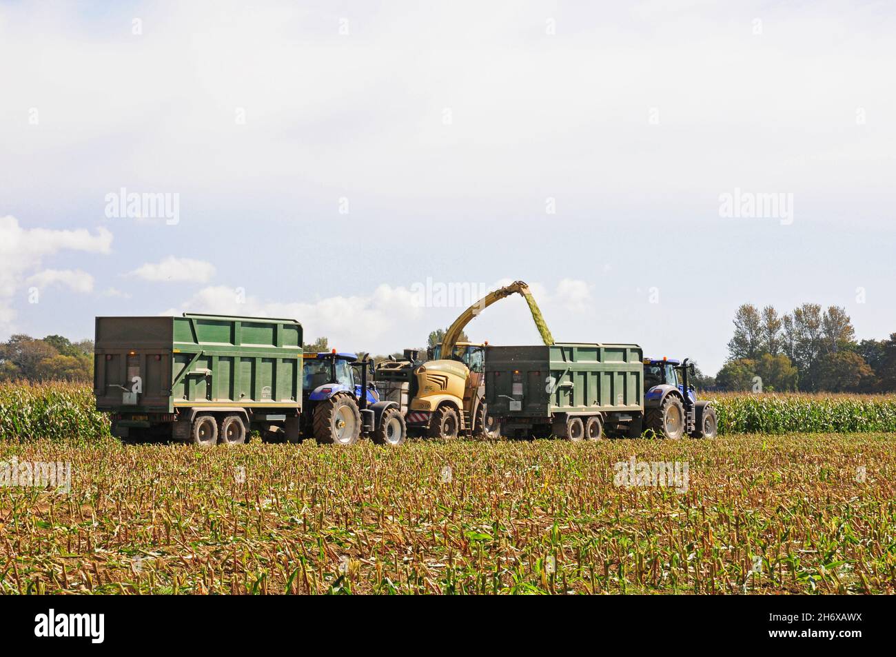 forage harvester shooting ground up maize into trailer.  Substitute trailer travelling behind. Stock Photo