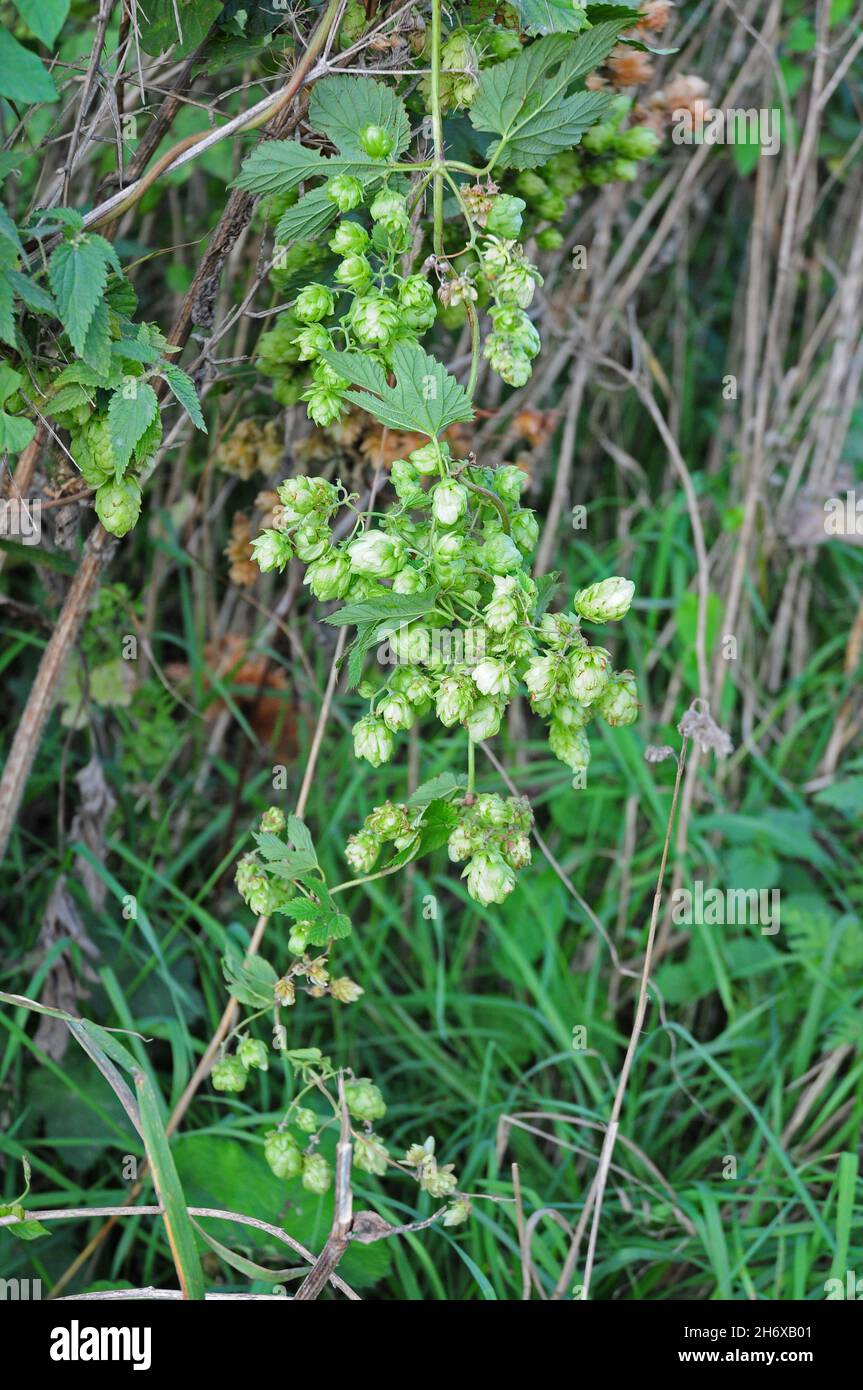 Hops growing wild in a country lane. Stock Photo