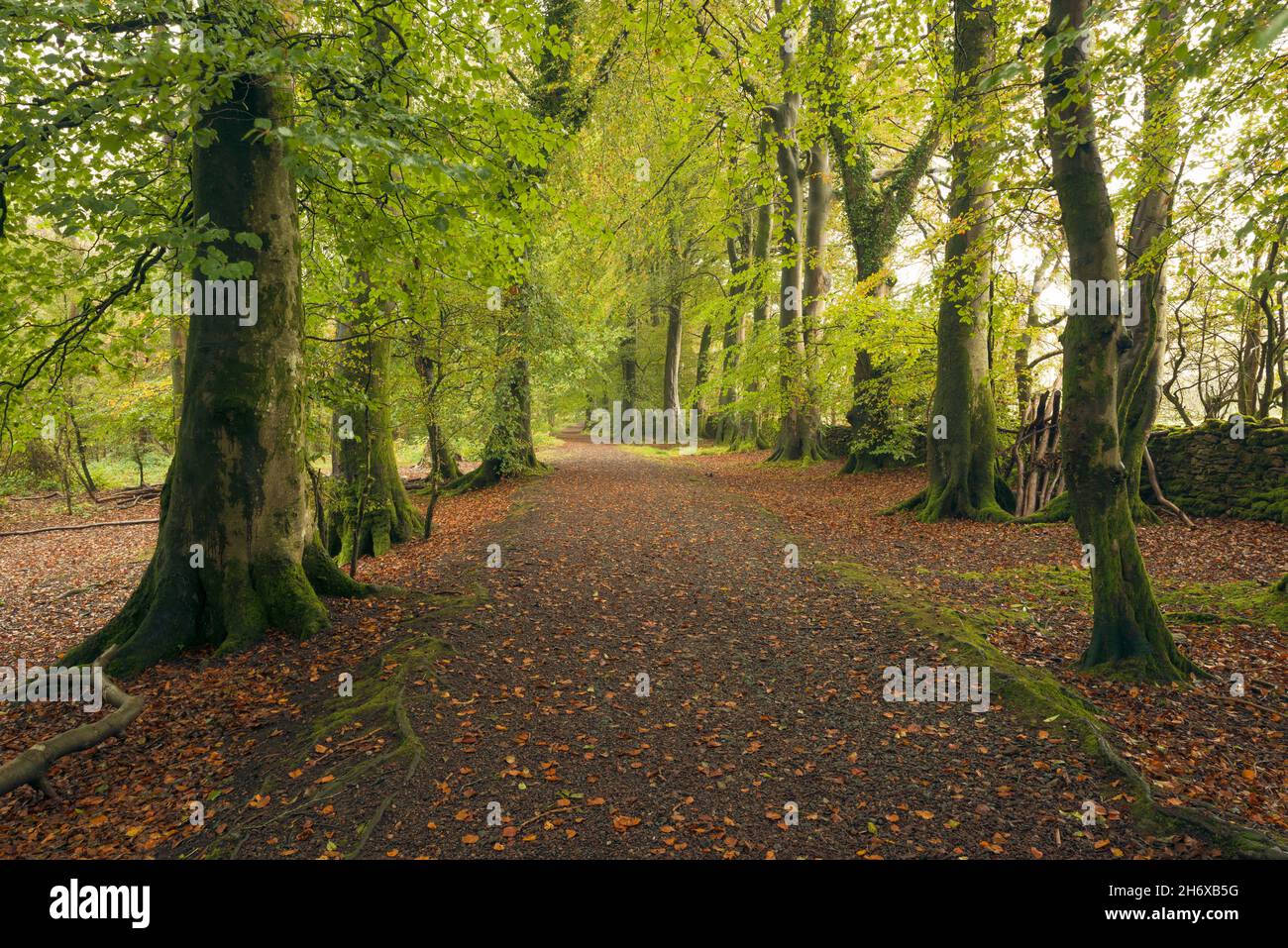 The bridleway through common beech trees (Fagus sylvatica) in early autumn at Nether Wood beside Blackmoor Reserve in the Mendip Hills, Somerset, England. Stock Photo