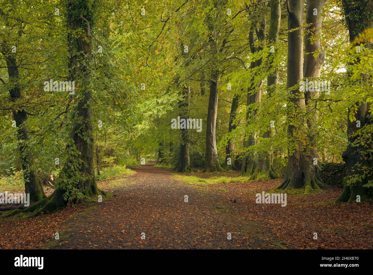 The bridleway through common beech trees (Fagus sylvatica) in early autumn at Nether Wood beside Blackmoor Reserve in the Mendip Hills, Somerset, England. Stock Photo