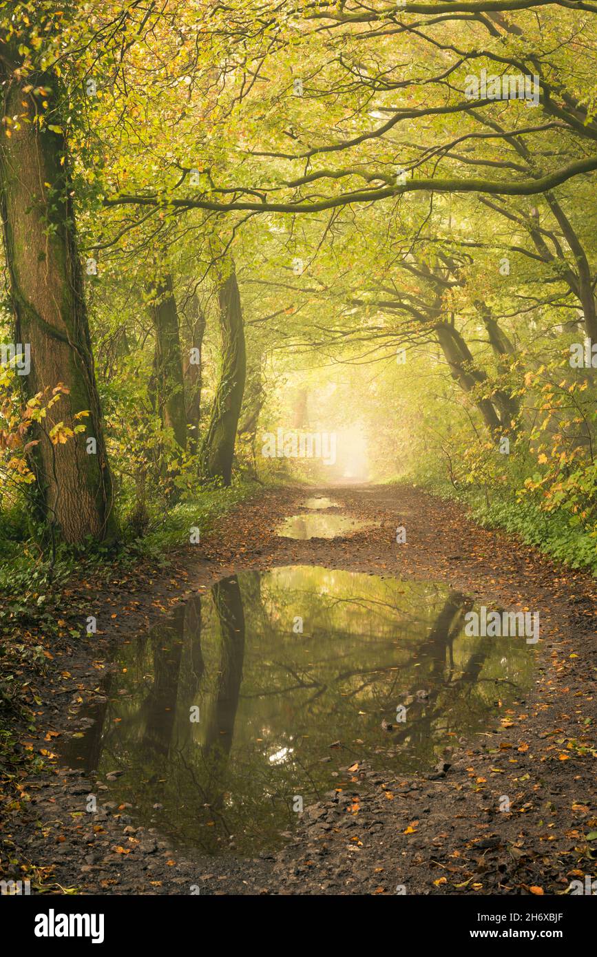 A pathway through a misty woodland in early autumn in the Mendip Hills near Priddy, Somerset, England. Stock Photo