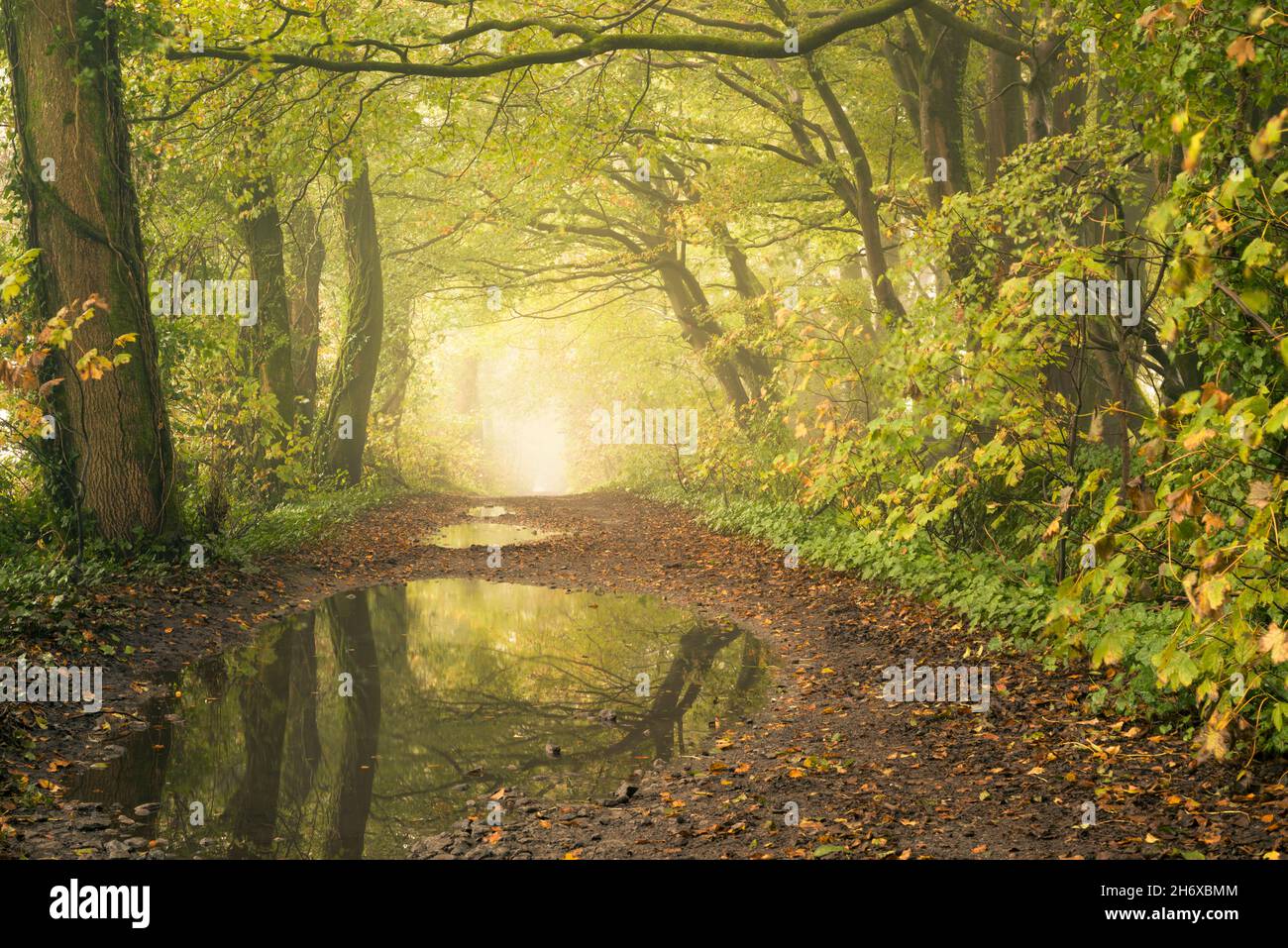 A pathway through a misty woodland in early autumn in the Mendip Hills near Priddy, Somerset, England. Stock Photo