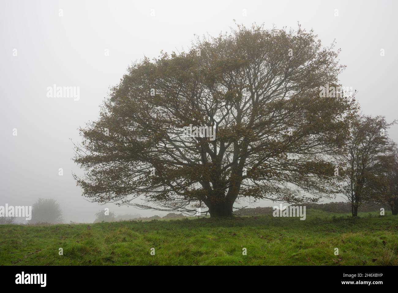 A sycamore tree (Acer pseudoplatanus) in autumn mist at Ubley Warren Nature Reserve in the Mendip Hills, Somerset, England. Stock Photo