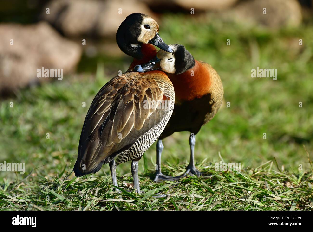 Close up view of White-faced whistling duck mother with chick (Dendrocygna viduata) Stock Photo