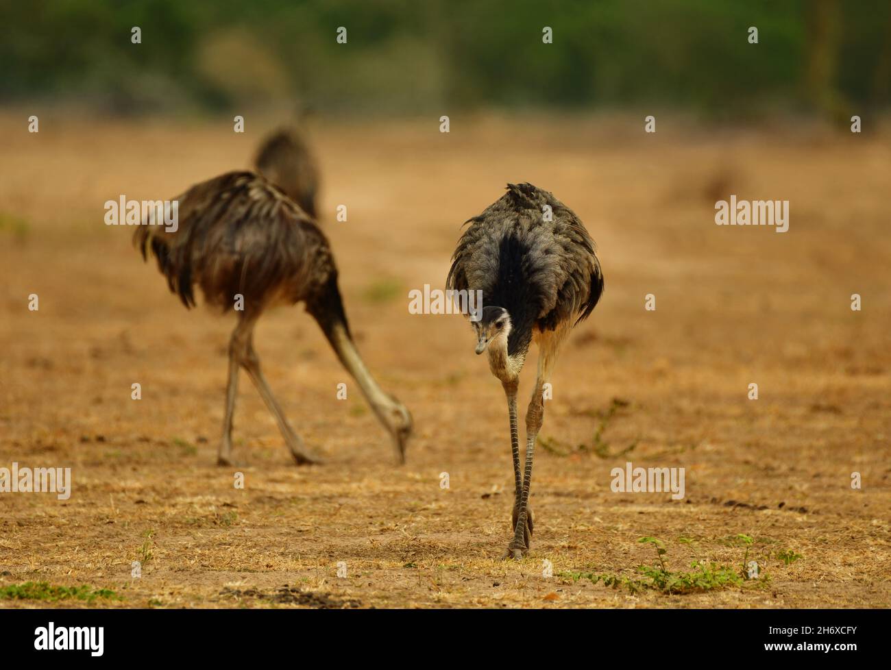 Group of Greater Rhea (Rhea americana) feeding in the savanna, Pantanal, Mato Grosso Stock Photo