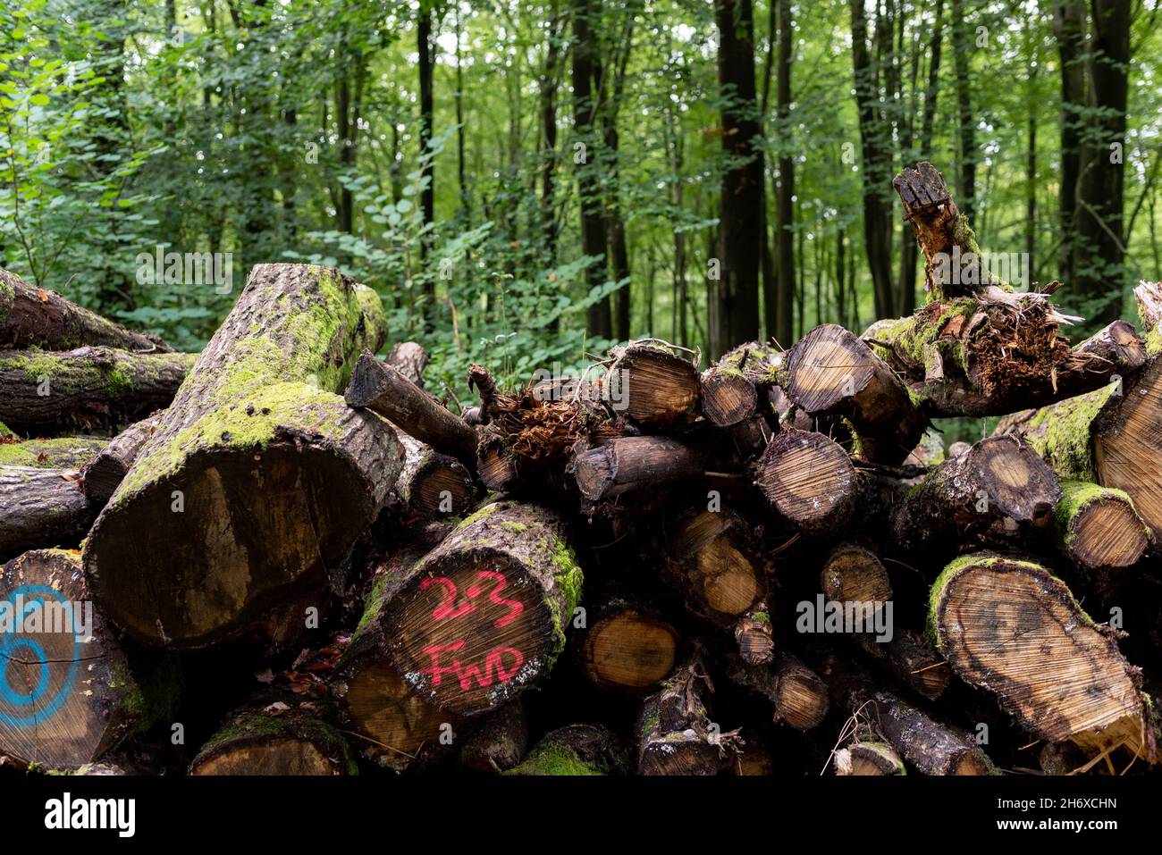 logs Feld for timber environmental stocked and stacked Stock Photo Alamy