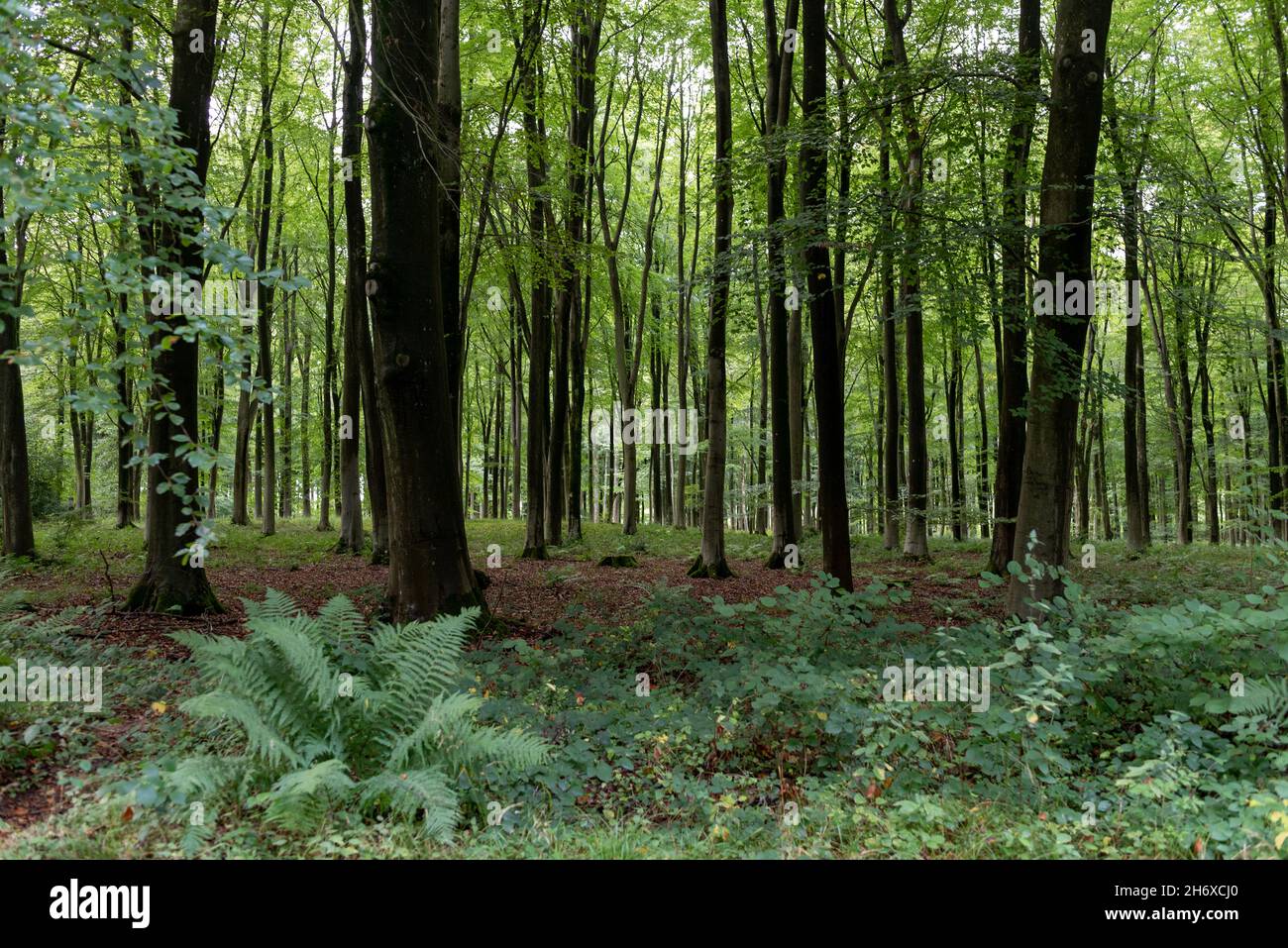 Forest woodland in Hampshire England dense woodland Stock Photo