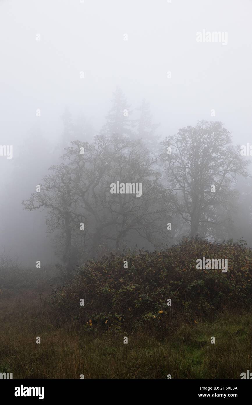 Thick fog trees hi-res stock photography and images - Alamy