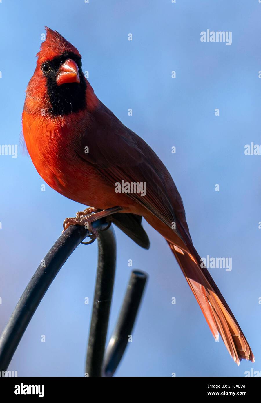 Male Northern Cardinal in the morning sun Stock Photo - Alamy
