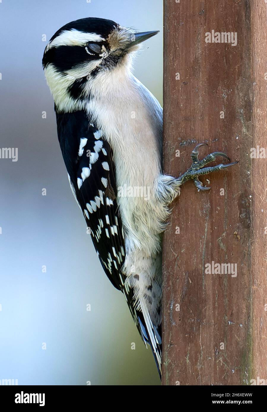 Woodpecker clinging to the side a deck post Stock Photo