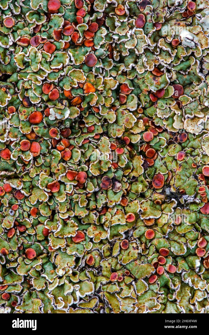 Stonewall rim lichen / robed rim lichen (Lecanora muralis / Protoparmeliopsis muralis / Lichen muralis), crustose lichen on rock Stock Photo