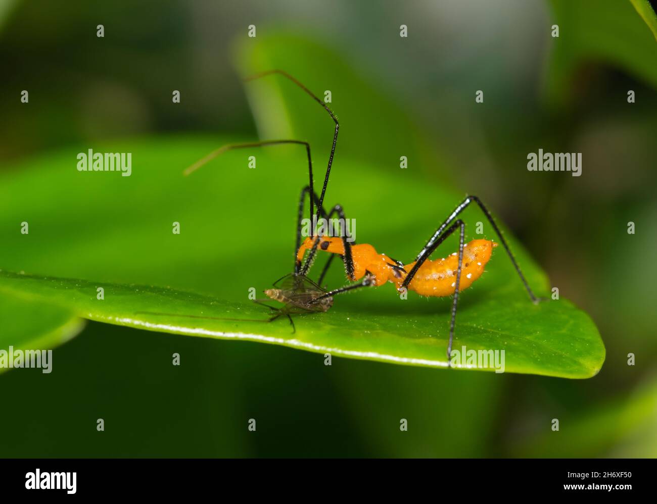 Milkweed assassin bug nymph (Zelus longipes Linnaeus) feeding on mosquito prey on a leaf, ventral view. Stock Photo