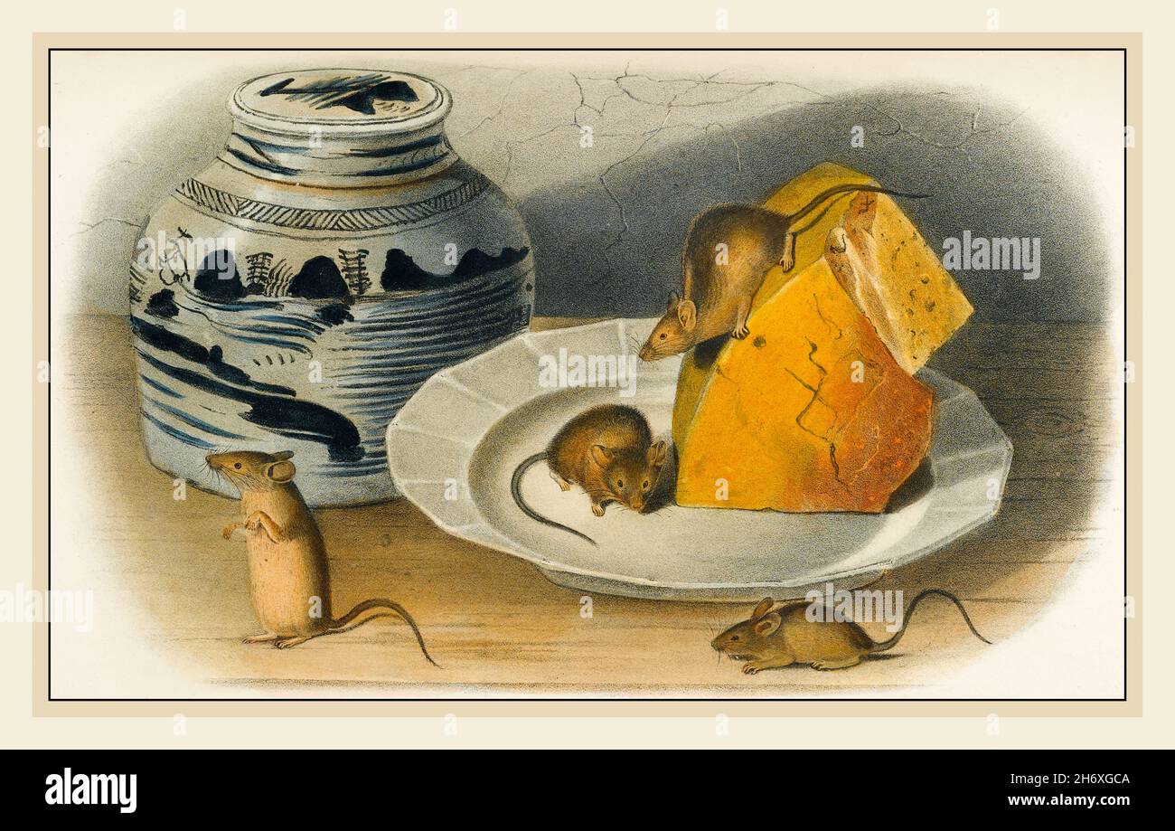 AUDUBON: MOUSE. MICE  CHEESE Common, or house, mouse (Mus musculus). Lithograph, c1851, after a painting by John Woodhouse Audubon for John James Audubon's 'Viviparous Quadrupeds of North America.' Stock Photo