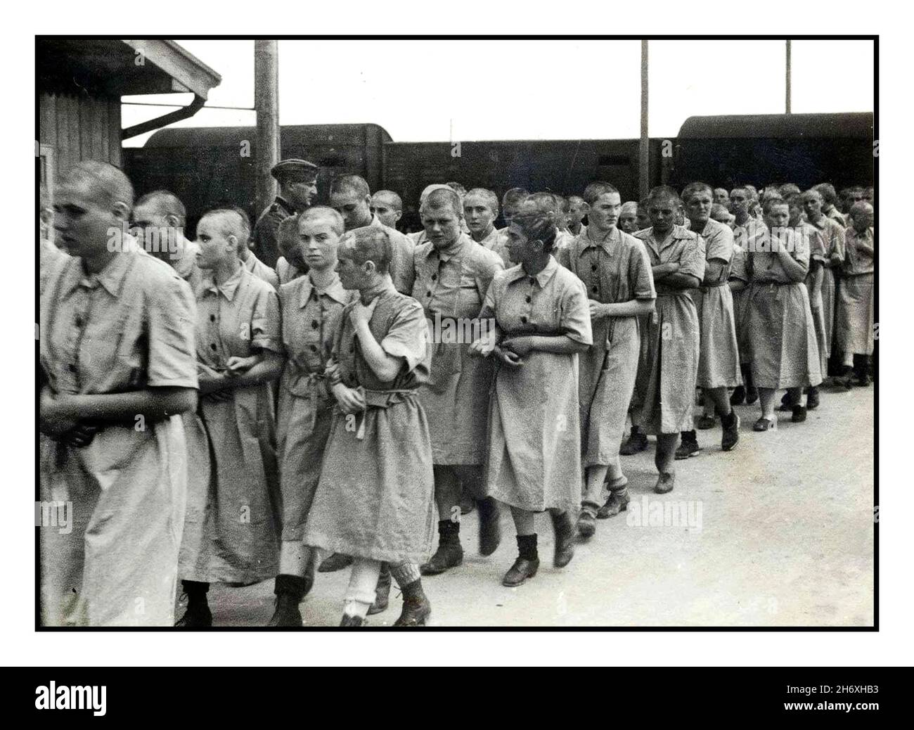 Female prisoners at Auschwitz Birkenau with shaved heads, Auschwitz-Birkenau, WW2 1942 women from Subcarpathian Russia who have been selected by their Nazi captors for hard forced labour at Auschwitz-Birkenau, march toward their concentration camp barracks after disinfection and headshaving wearing the statuary coarse prison type dress uniform. World War II Stock Photo