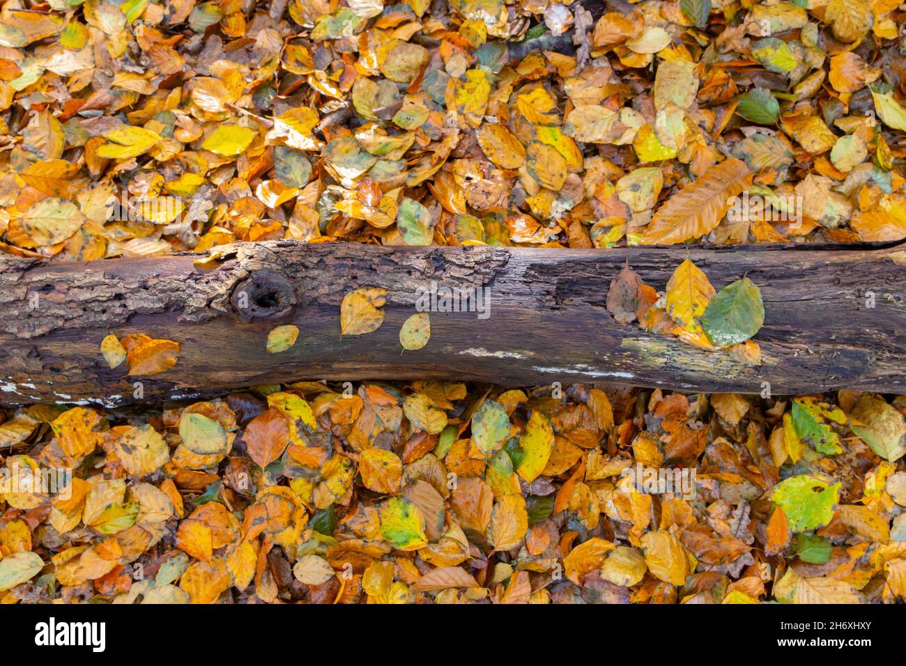 Autumn scene with colourful leaves and fallen tree log Stock Photo - Alamy