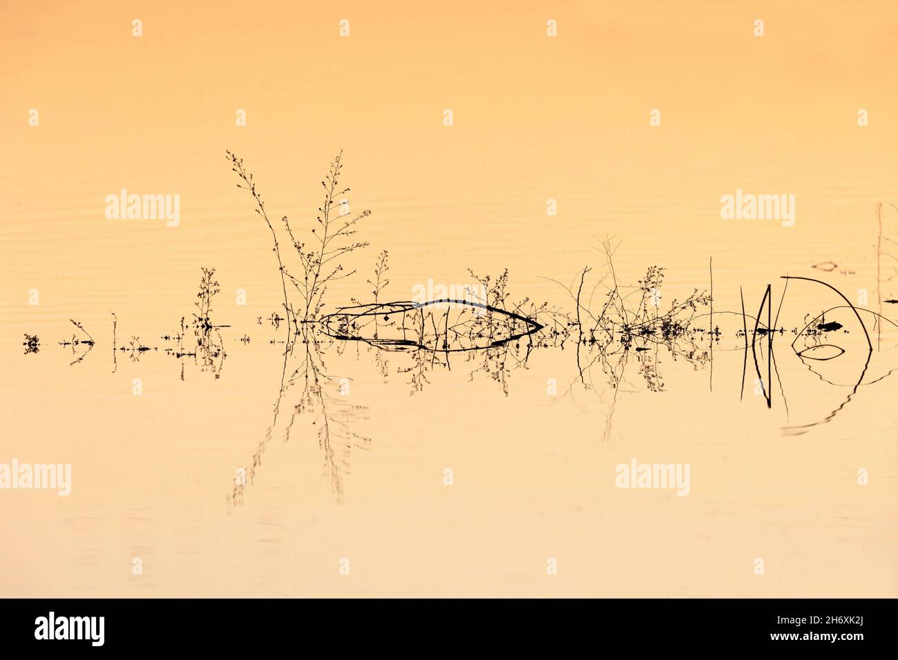 Abstract of Plants in Water at Sunset Stock Photo