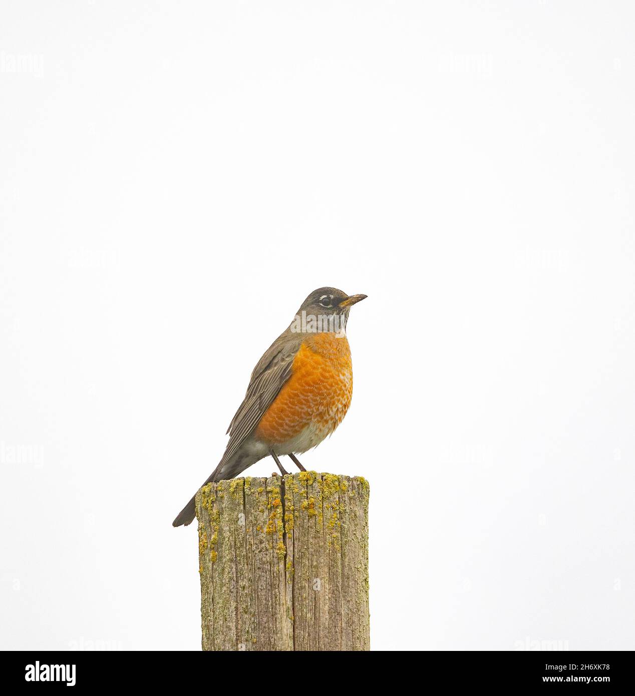 American Robin Hi Key Stock Photo