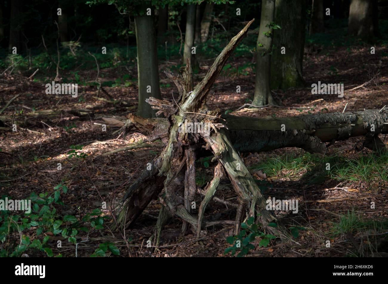 Wald spaziergang hi-res stock photography and images - Alamy